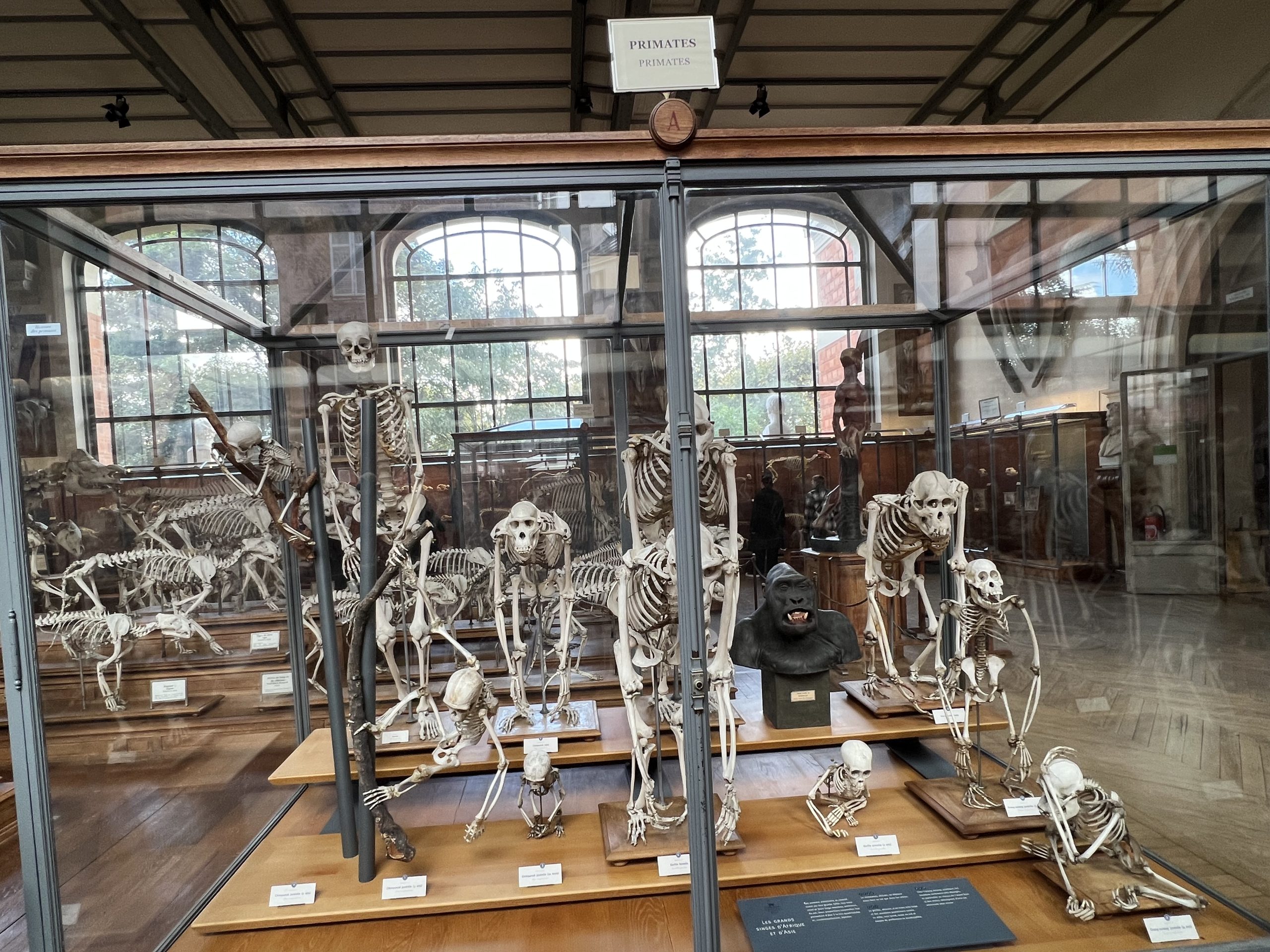 Les terminales générales vont au museum d’histoire naturelle